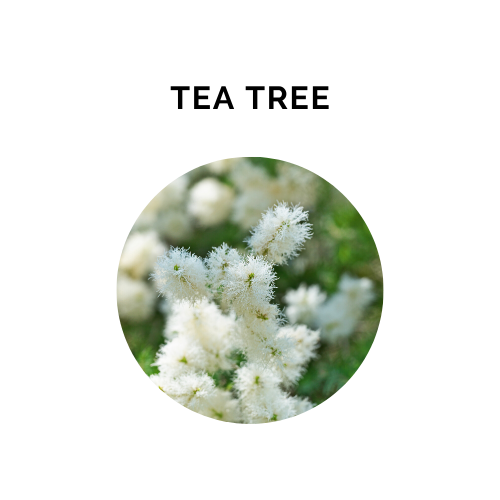 Essential Oil - TEA TREE