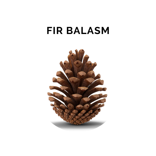 FIR BALSAM Essential Oil - 10 ml