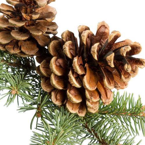 FIR BALSAM Essential Oil - 10 ml
